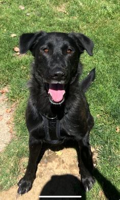 Moose, an adoptable Labrador Retriever, Shepherd in Redding, CA, 96099 | Photo Image 2