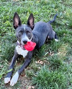 Audrey, an adoptable Pit Bull Terrier in Redding, CA, 96099 | Photo Image 3