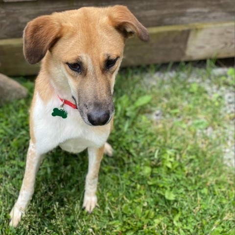 Abigail, an adoptable Mixed Breed in Glenfield, NY, 13343 | Photo Image 3