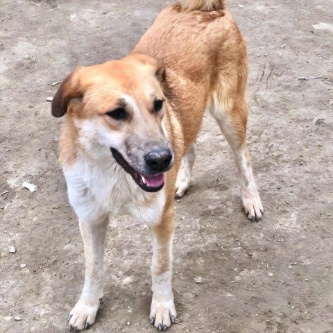 Abigail, an adoptable Mixed Breed in Glenfield, NY, 13343 | Photo Image 4