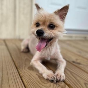 Meet Gizmo Atom the charming and spirited 12-year-old Yorkie Terrier mix who has quickly stolen our
