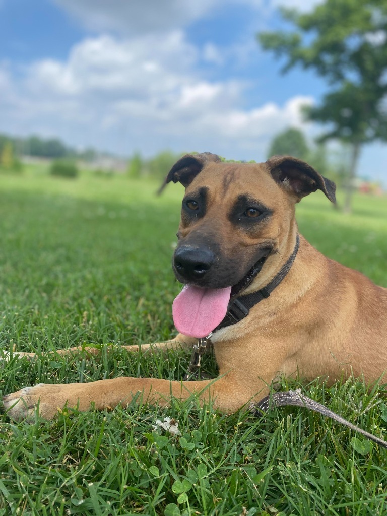 Sketcher, an adoptable Affenpinscher, Labrador Retriever in Henderson, KY, 42420 | Photo Image 1