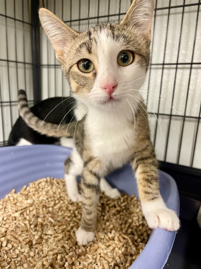 Ruthie, an adoptable Domestic Medium Hair in Rock Springs, WY, 82901 | Photo Image 1