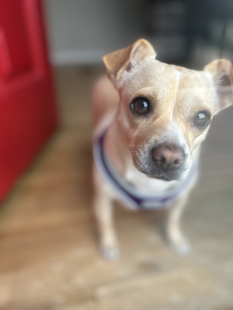 Chihuahua Mix - Libby