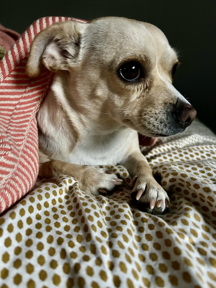 Chihuahua Mix - Libby