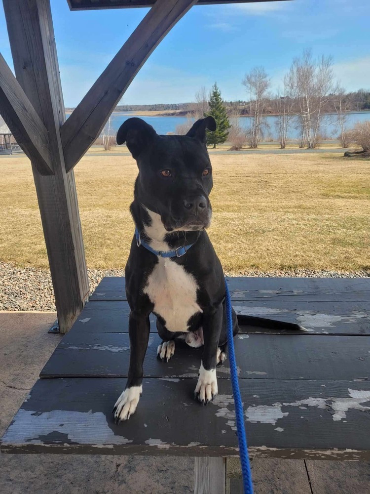 Casino BAC-A-1421, an adoptable Pit Bull Terrier in Tatamagouche, NS, B0K 1V0 | Photo Image 1