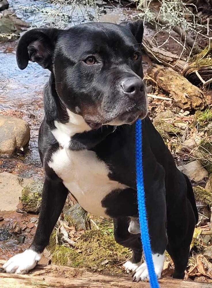 Casino BAC-A-1421, an adoptable Pit Bull Terrier in Tatamagouche, NS, B0K 1V0 | Photo Image 1