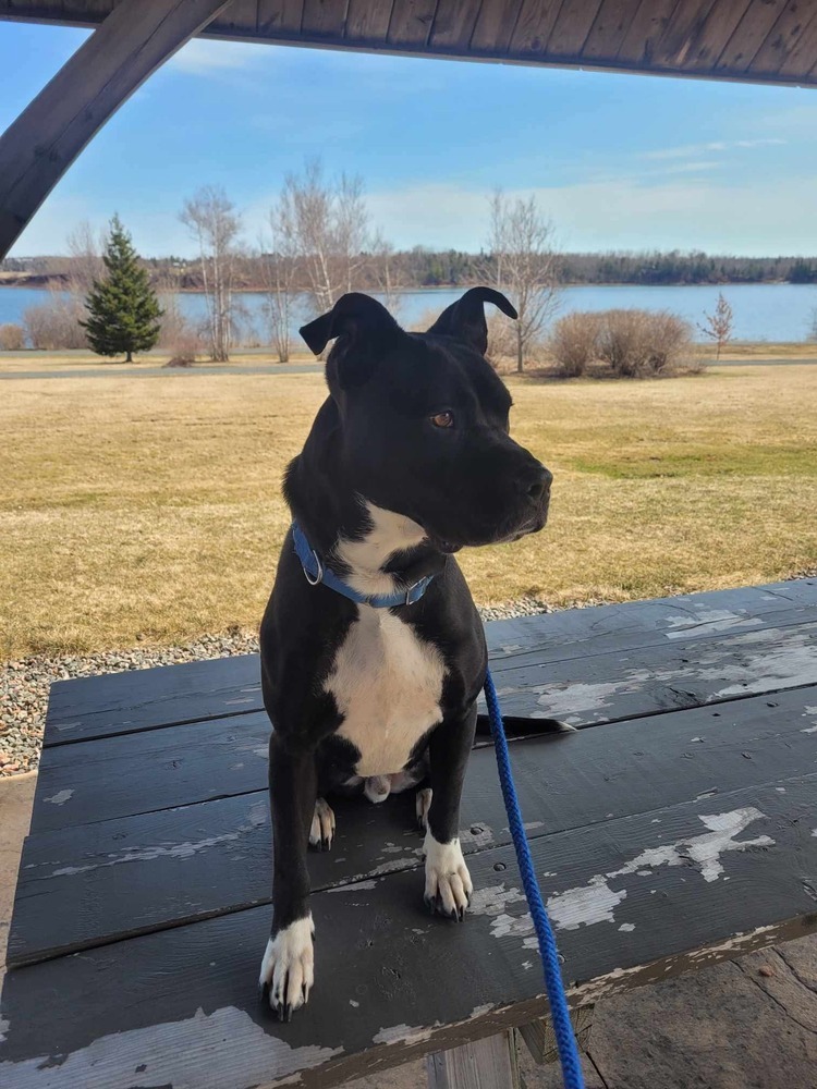 Casino BAC-A-1421, an adoptable Pit Bull Terrier in Tatamagouche, NS, B0K 1V0 | Photo Image 2