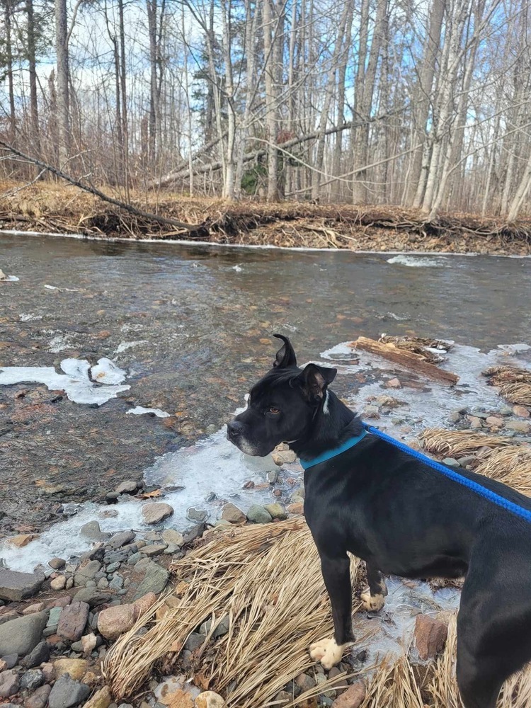 Casino BAC-A-1421, an adoptable Pit Bull Terrier in Tatamagouche, NS, B0K 1V0 | Photo Image 3