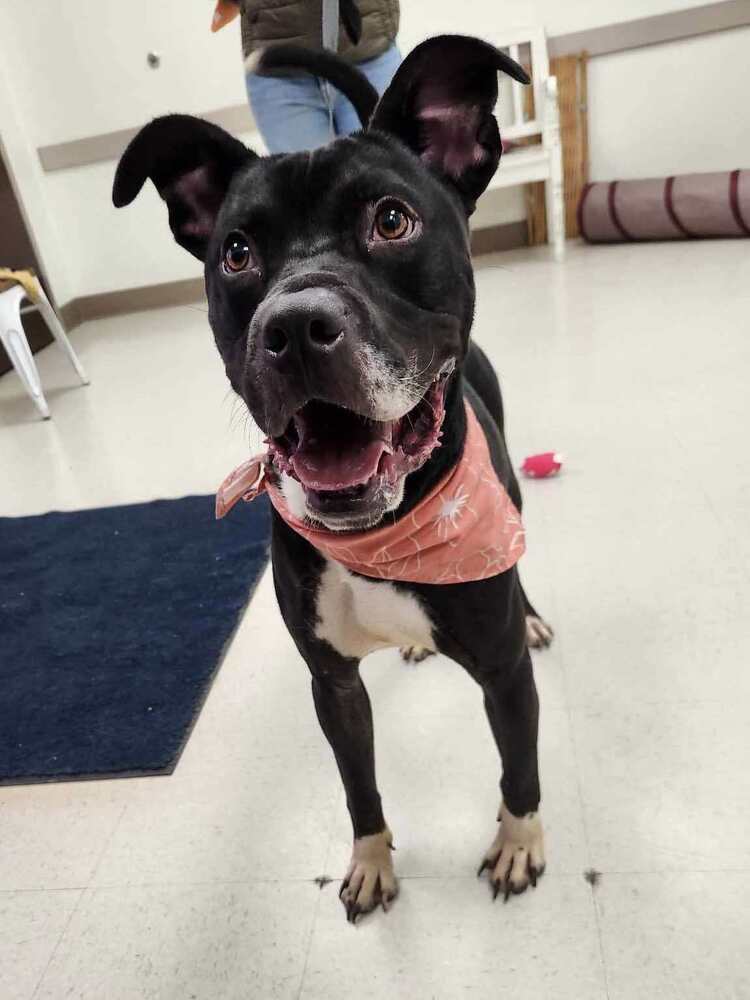 Casino BAC-A-1421, an adoptable Pit Bull Terrier in Tatamagouche, NS, B0K 1V0 | Photo Image 5