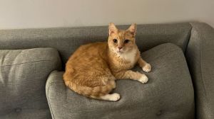 Meet Fella A 7 year old 13lb male cat looking for his forever home Fella is quick to warm up