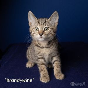 Brandywine Domestic Short Hair Cat
