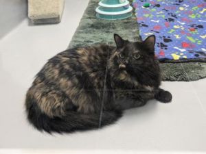 Meet Cupcake the darling three-year-old domestic long hair with a heart as sweet as her name sugges