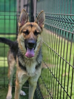 Meet Tinkerbell the enchanting German Shepherd who will sprinkle fairy dust on your heart and weave