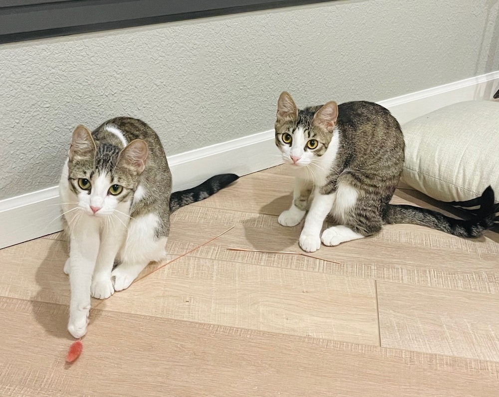 Veruca, an adoptable Domestic Short Hair in Fort collins, CO, 80526 | Photo Image 1