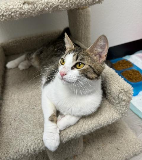 Veruca, an adoptable Domestic Short Hair in Fort collins, CO, 80526 | Photo Image 2