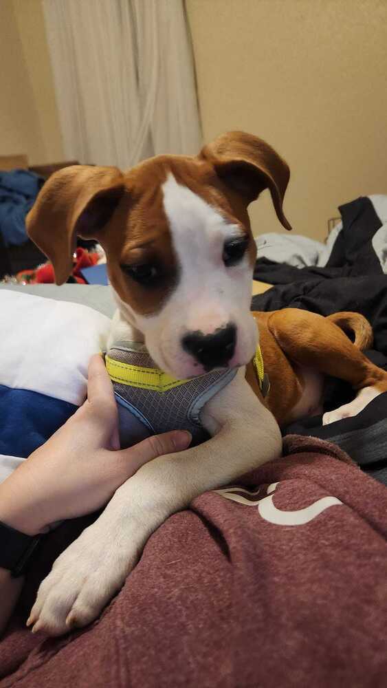 Beethoven, an adoptable Boxer, Pit Bull Terrier in Mandan, ND, 58554 | Photo Image 1