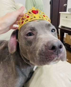 Eloise is a fantastic 1 year old girl who is dog and kid friendly potty trained and crate trained