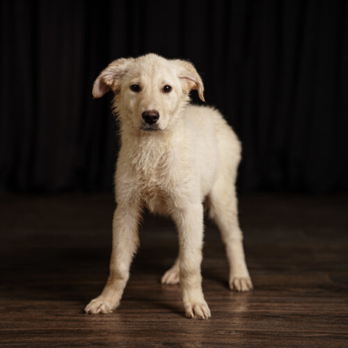 Rickie, an adoptable Collie, Maremma Sheepdog in Duart, ON, N0L 1H0 | Photo Image 2