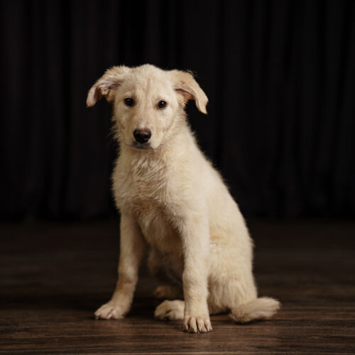 Rickie, an adoptable Collie, Maremma Sheepdog in Duart, ON, N0L 1H0 | Photo Image 3