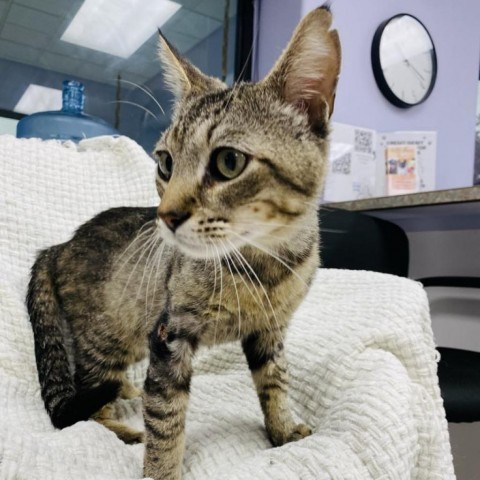 Phoenix, an adoptable Domestic Short Hair in Garden City, KS, 67846 | Photo Image 1