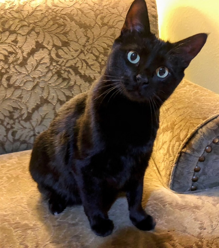 Mama Marie, an adoptable Domestic Short Hair in Fort Lupton, CO, 80621 | Photo Image 1