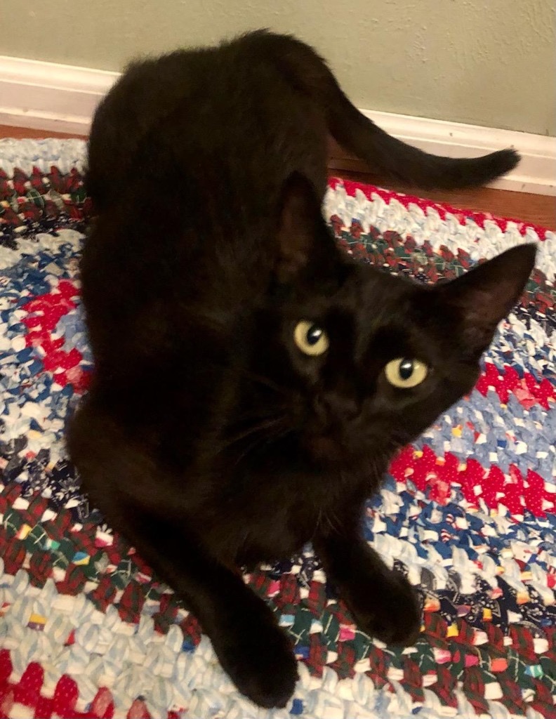 Mama Marie, an adoptable Domestic Short Hair in Fort Lupton, CO, 80621 | Photo Image 2