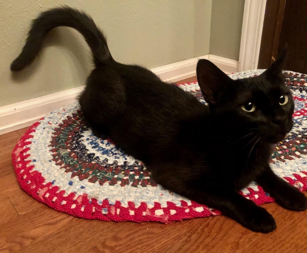 Mama Marie, an adoptable Domestic Short Hair in Fort Lupton, CO, 80621 | Photo Image 3