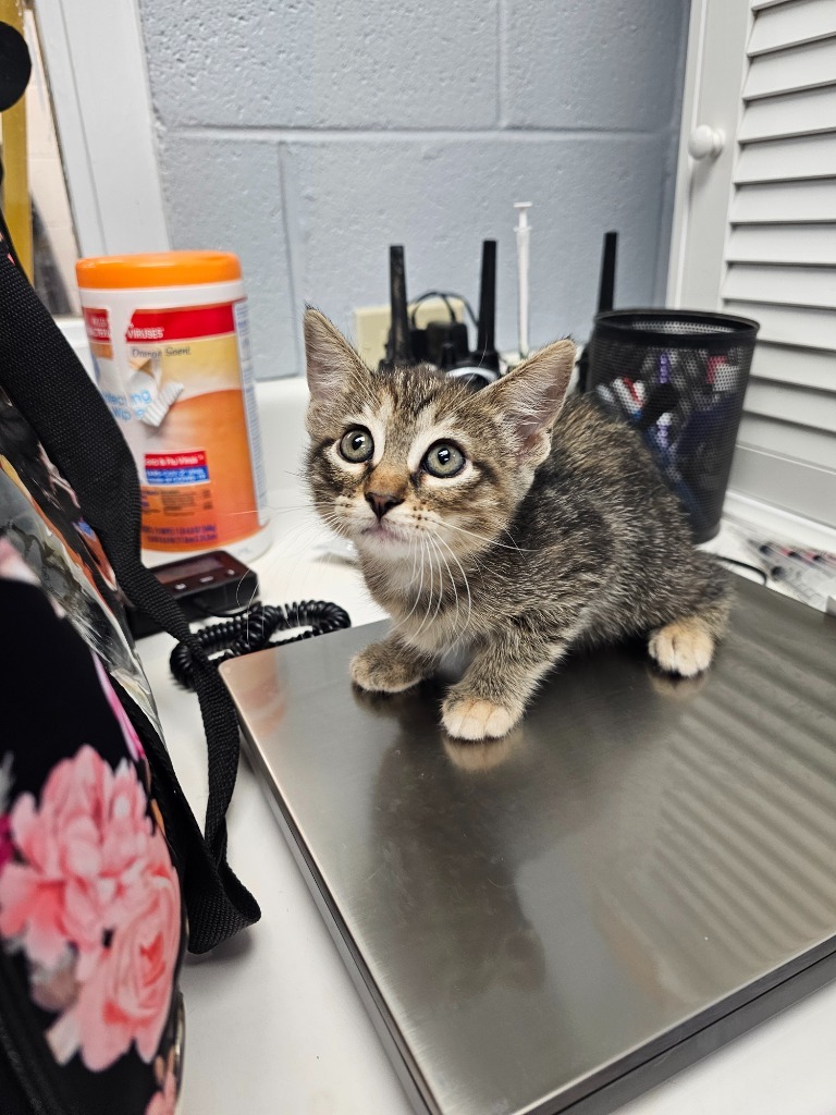 Callisto, an adoptable Domestic Short Hair in Duncan, OK, 73533 | Photo Image 1