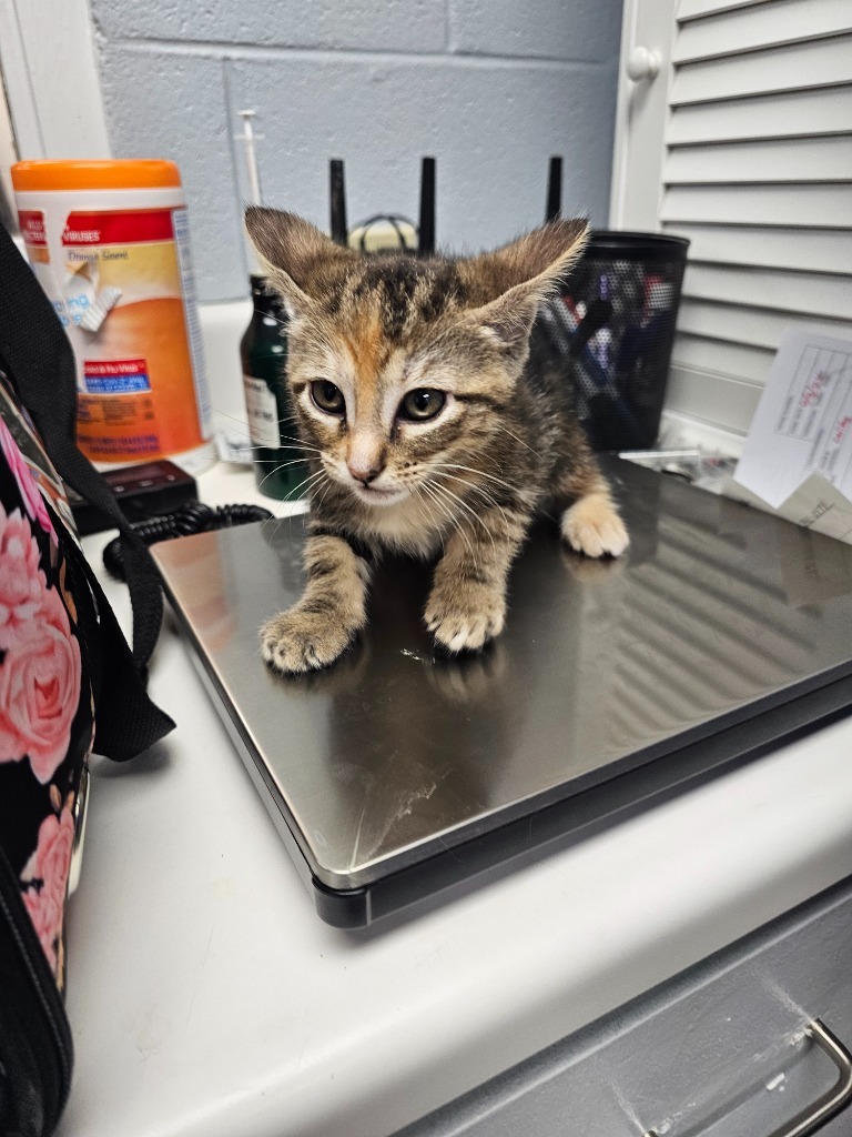 Selene, an adoptable Domestic Short Hair in Duncan, OK, 73533 | Photo Image 1