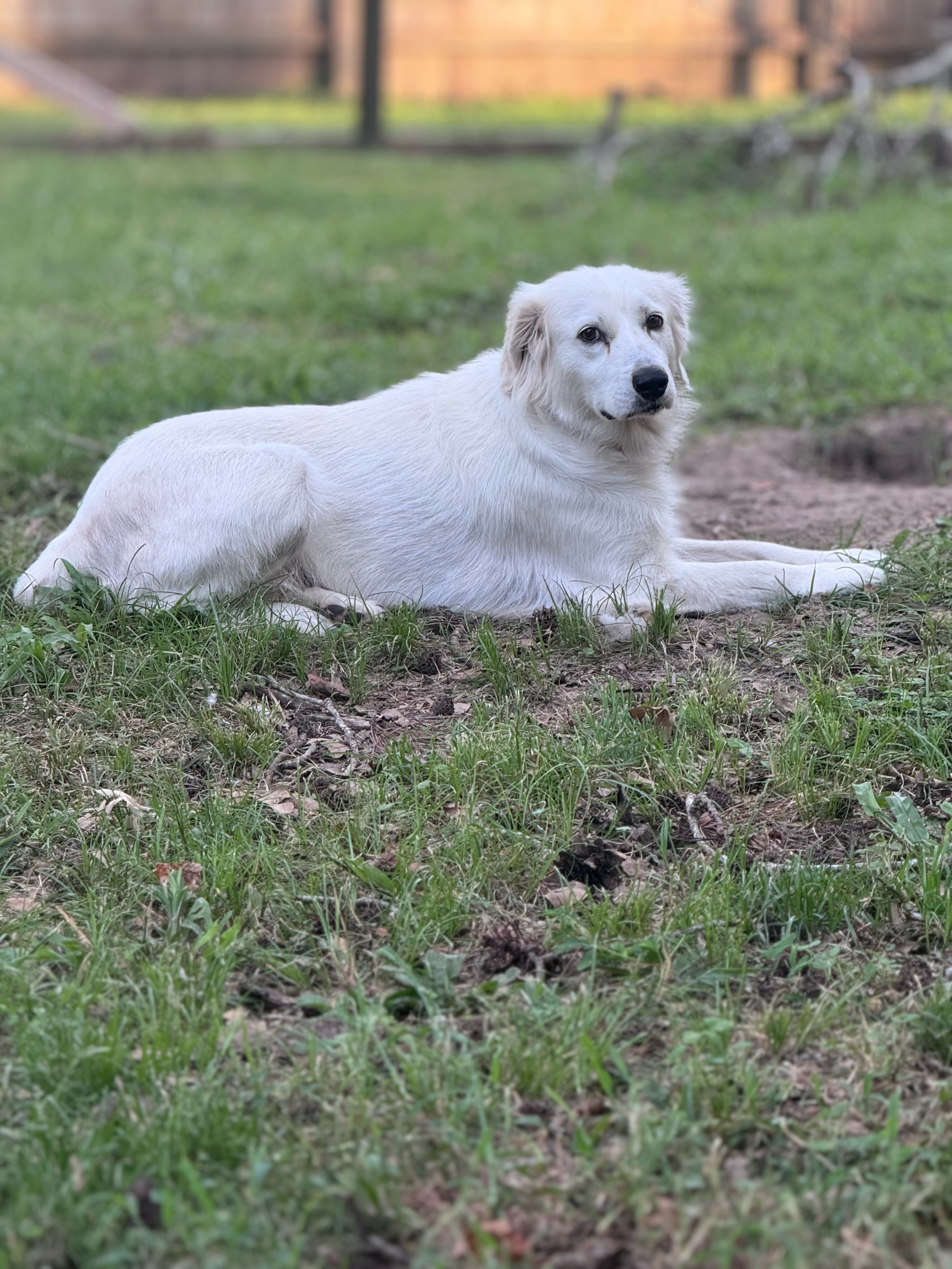 Clementine Momma of the Yogi Bear litter HTX