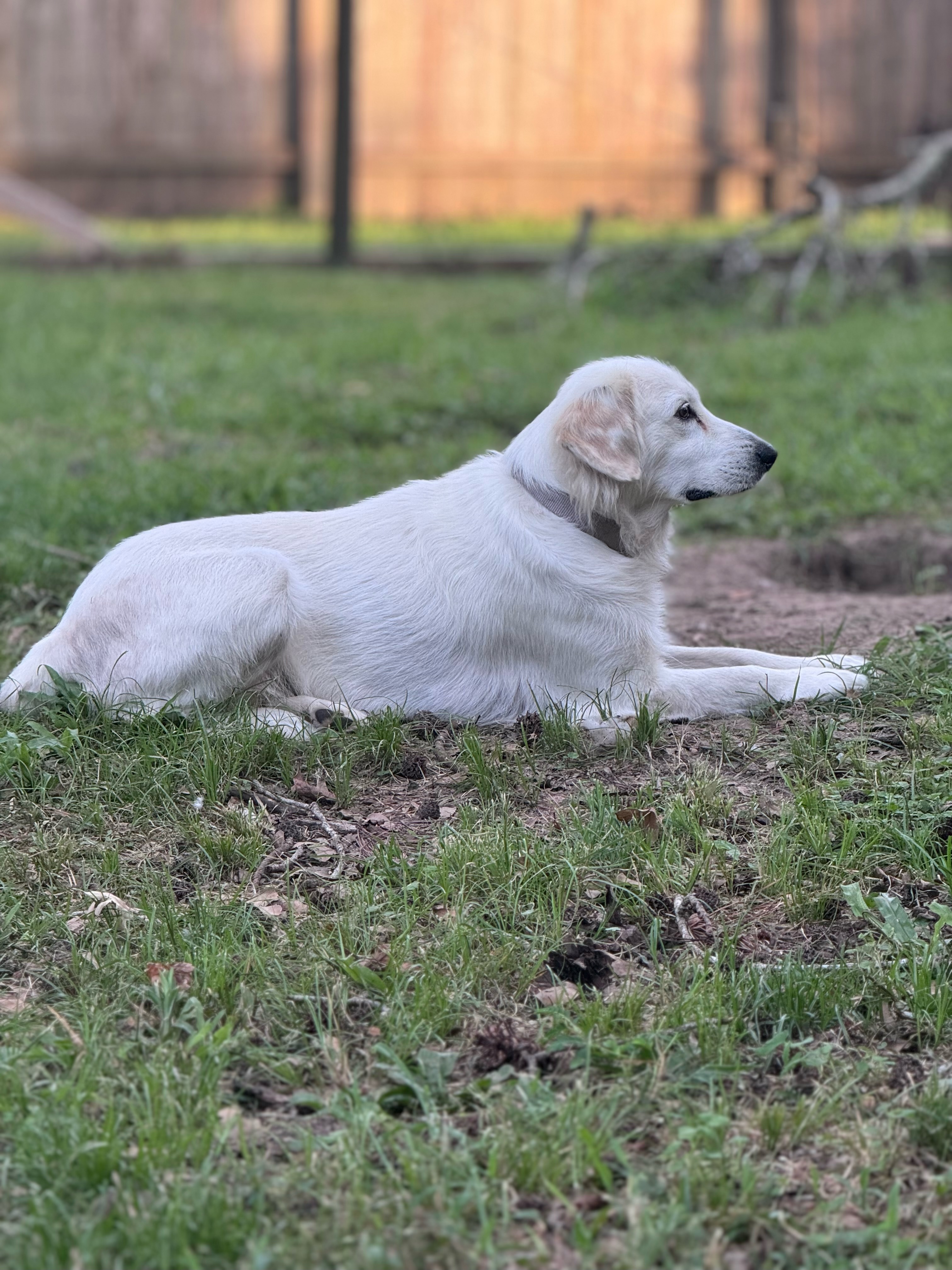 Clementine Momma of the Yogi Bear litter HTX