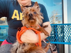My name is Wallaby I am a sweet 5 year old yorkie mix I only weigh 8 lbs I am
