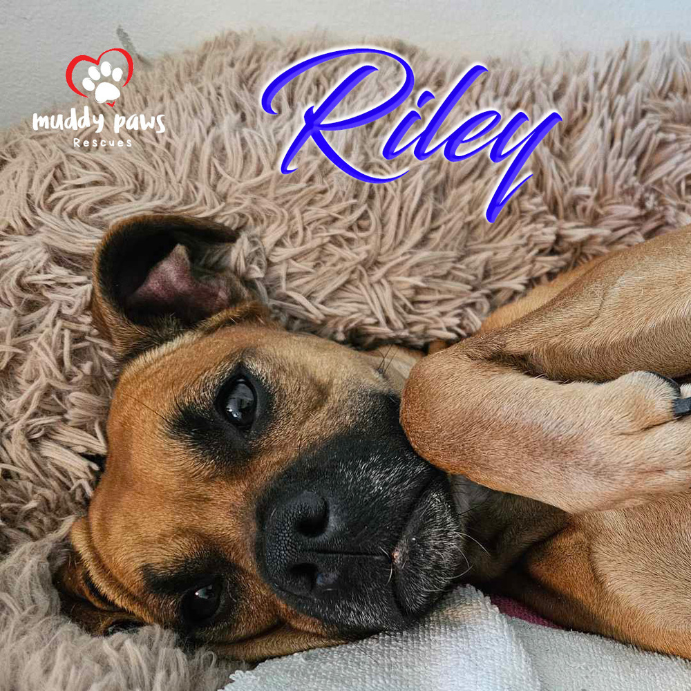 Riley