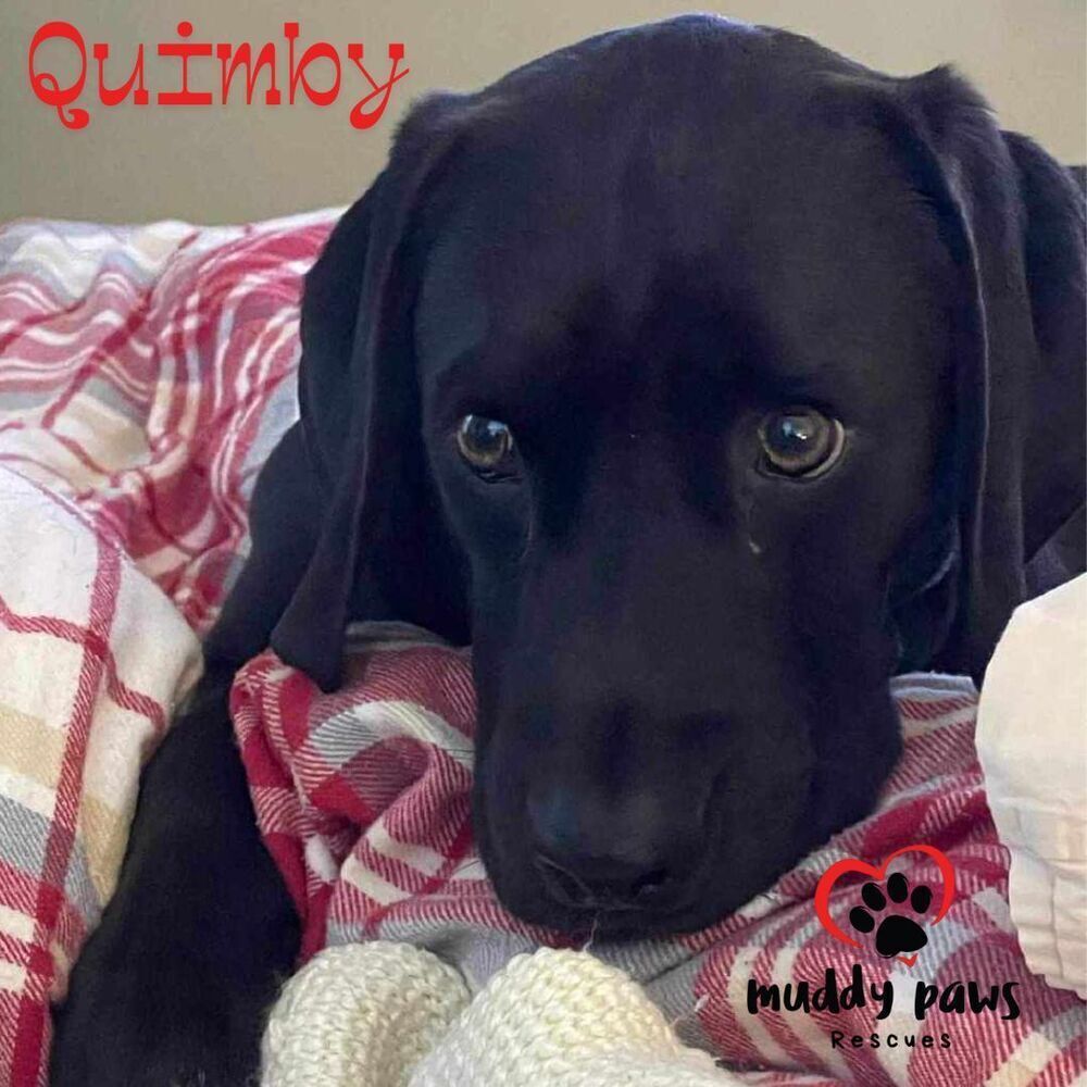 Quimby