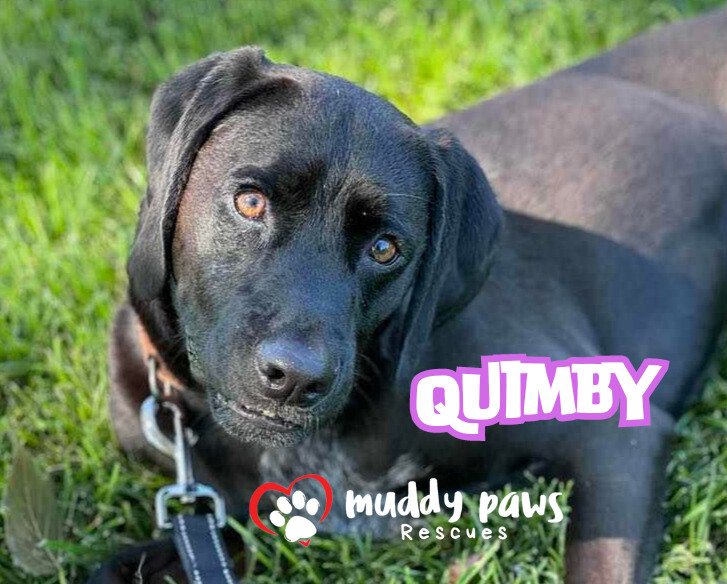 Quimby