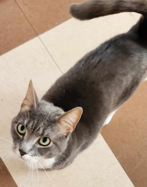 Karev is a gorgous gray kitty She is affectionate playful and lots of fun Make a donation in thi