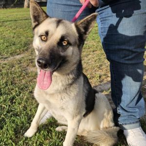 Stormy DC, Adult Female German Shepherd Dog