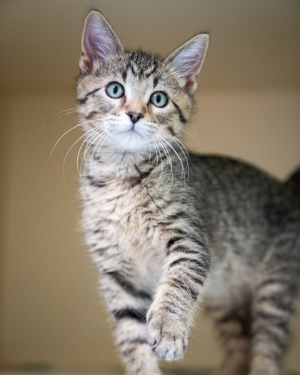 Tucker, an adoptable Domestic Short Hair in Pequot Lakes, MN, 56472 | Photo Image 1