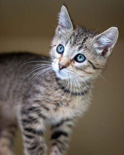 Borris, an adoptable Domestic Short Hair in Pequot Lakes, MN, 56472 | Photo Image 1