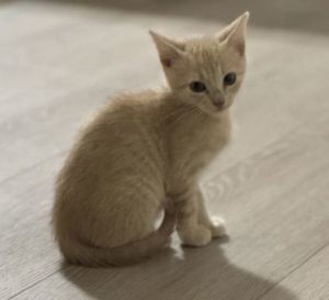 Bopit Domestic Short Hair Cat
