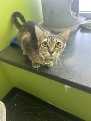 Hello Im Panini Here at the shelter Ive made many friends both feline and human My days are f