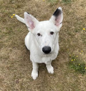 Leonard Shepherd Dog