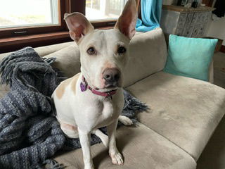 Lilah, an adoptable Labrador Retriever in Aurora, CO, 80012 | Photo Image 1
