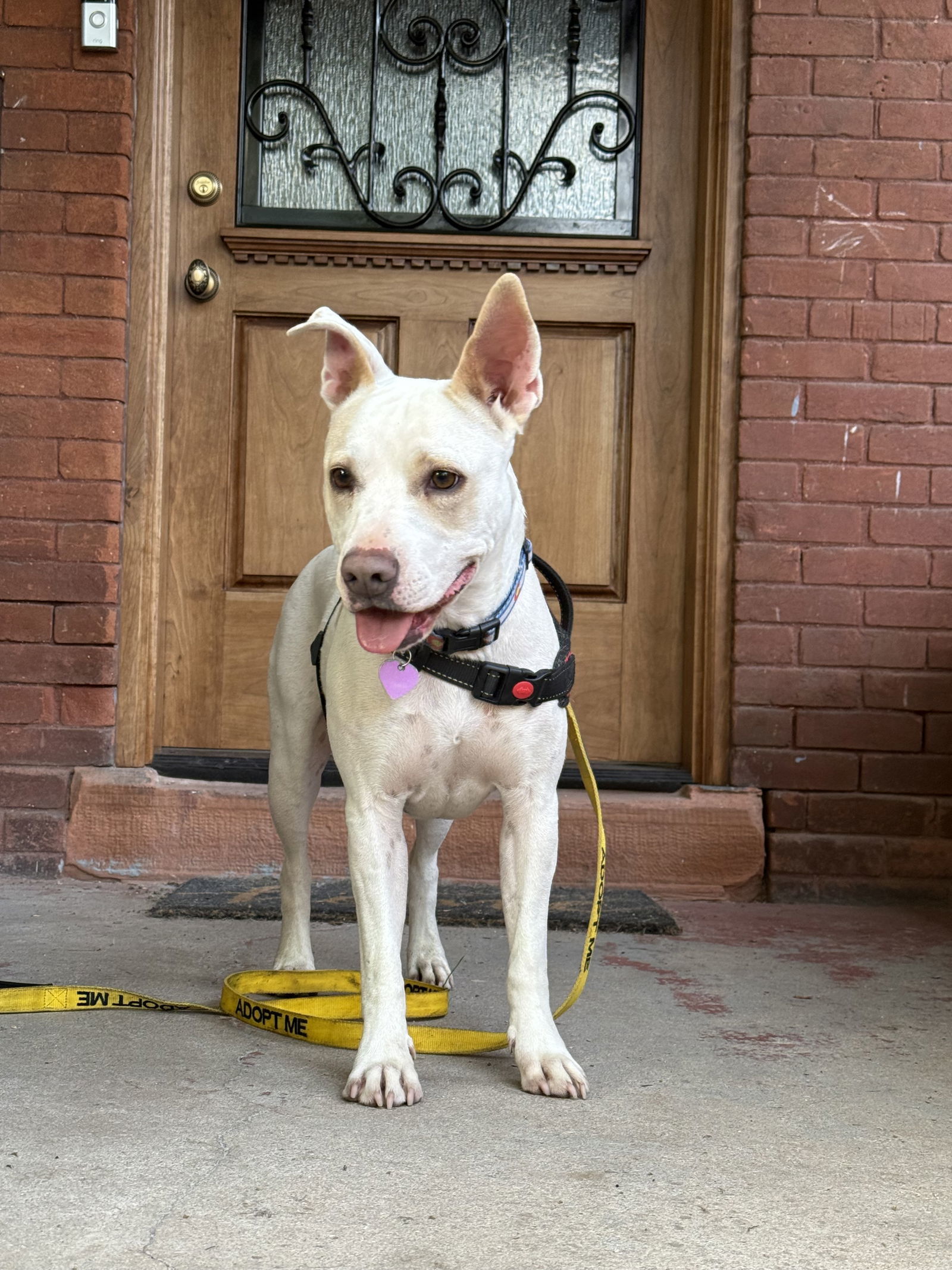 Lilah, an adoptable Labrador Retriever in Aurora, CO, 80012 | Photo Image 1