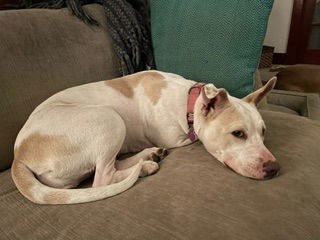 Lilah, an adoptable Labrador Retriever in Aurora, CO, 80012 | Photo Image 2