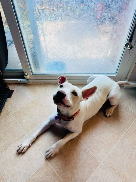 Lilah, an adoptable Labrador Retriever in Aurora, CO, 80012 | Photo Image 2