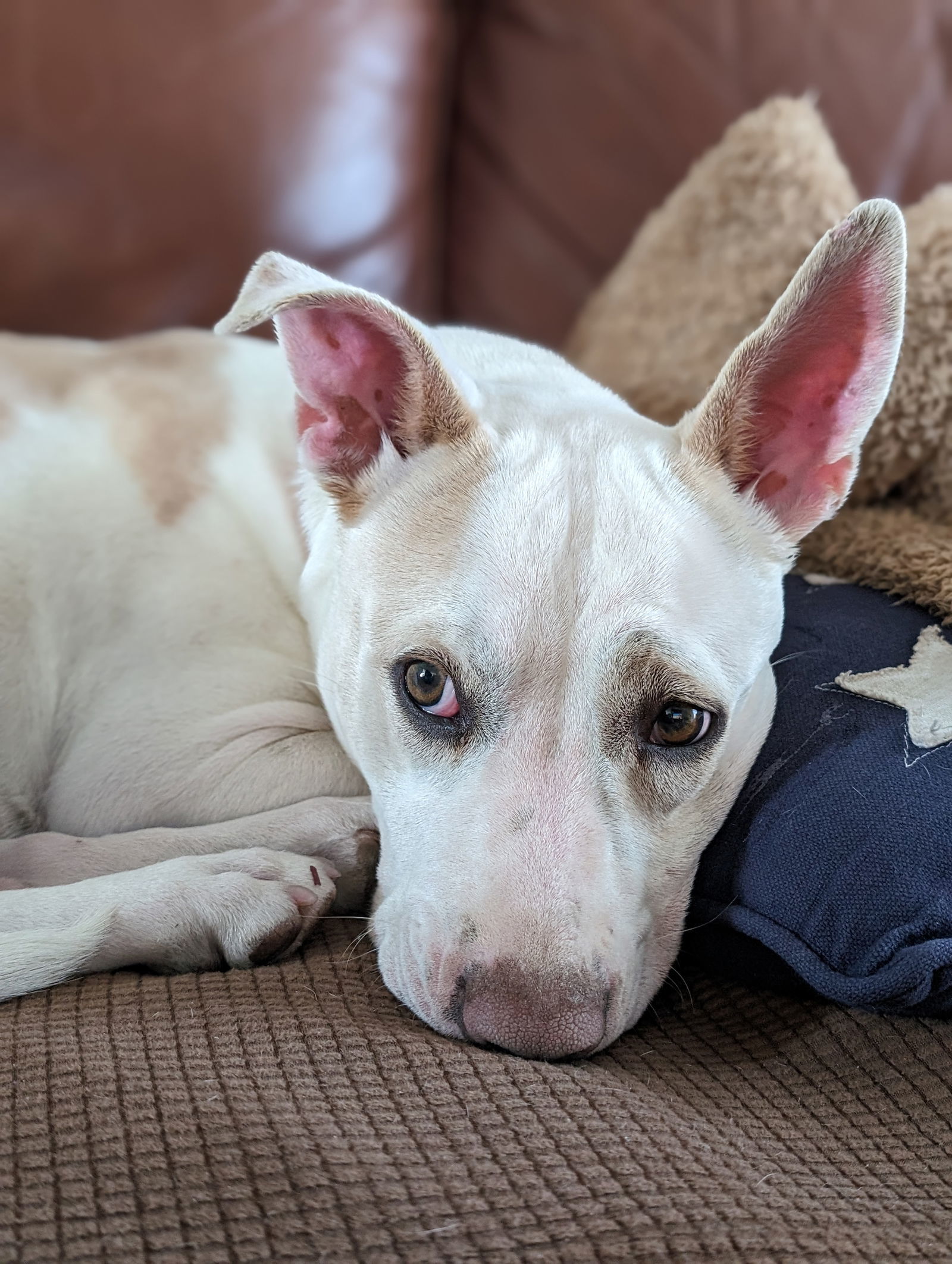 Lilah, an adoptable Labrador Retriever in Aurora, CO, 80012 | Photo Image 3