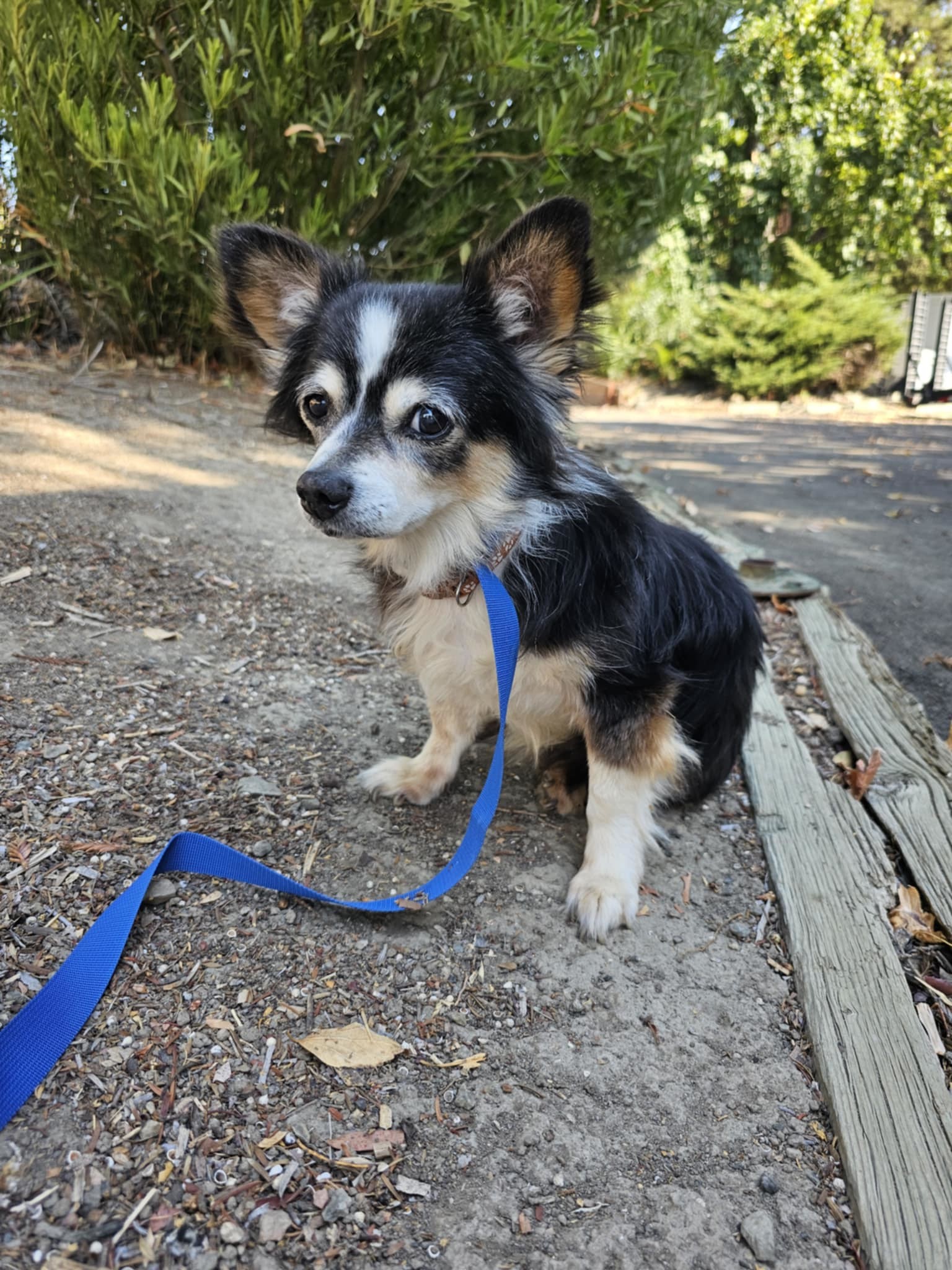 TOBIAS, an adoptable Papillon, Dachshund in Chico, CA, 95973 | Photo Image 1