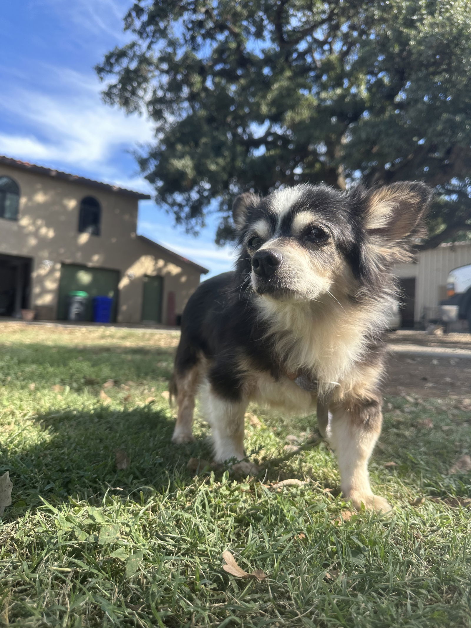 TOBIAS, an adoptable Papillon, Dachshund in Chico, CA, 95973 | Photo Image 2